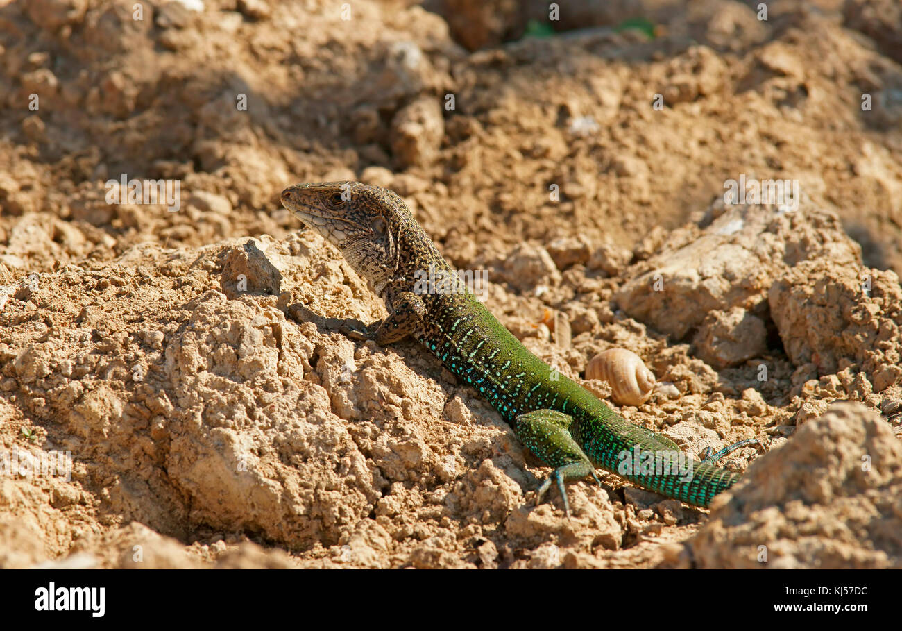 Giant ameiva (Ameiva ameiva), Pantanal, Mato Grosso do Sul, Brazil, South America Stock Photo