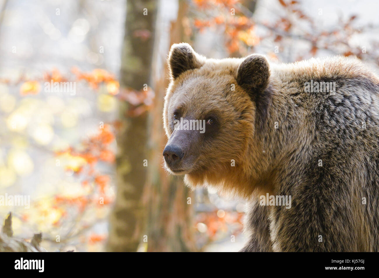 European brown bear or Eurasian brown bear (Ursus arctos arctos), animal portrait, Notranjska, Slovenia Stock Photo