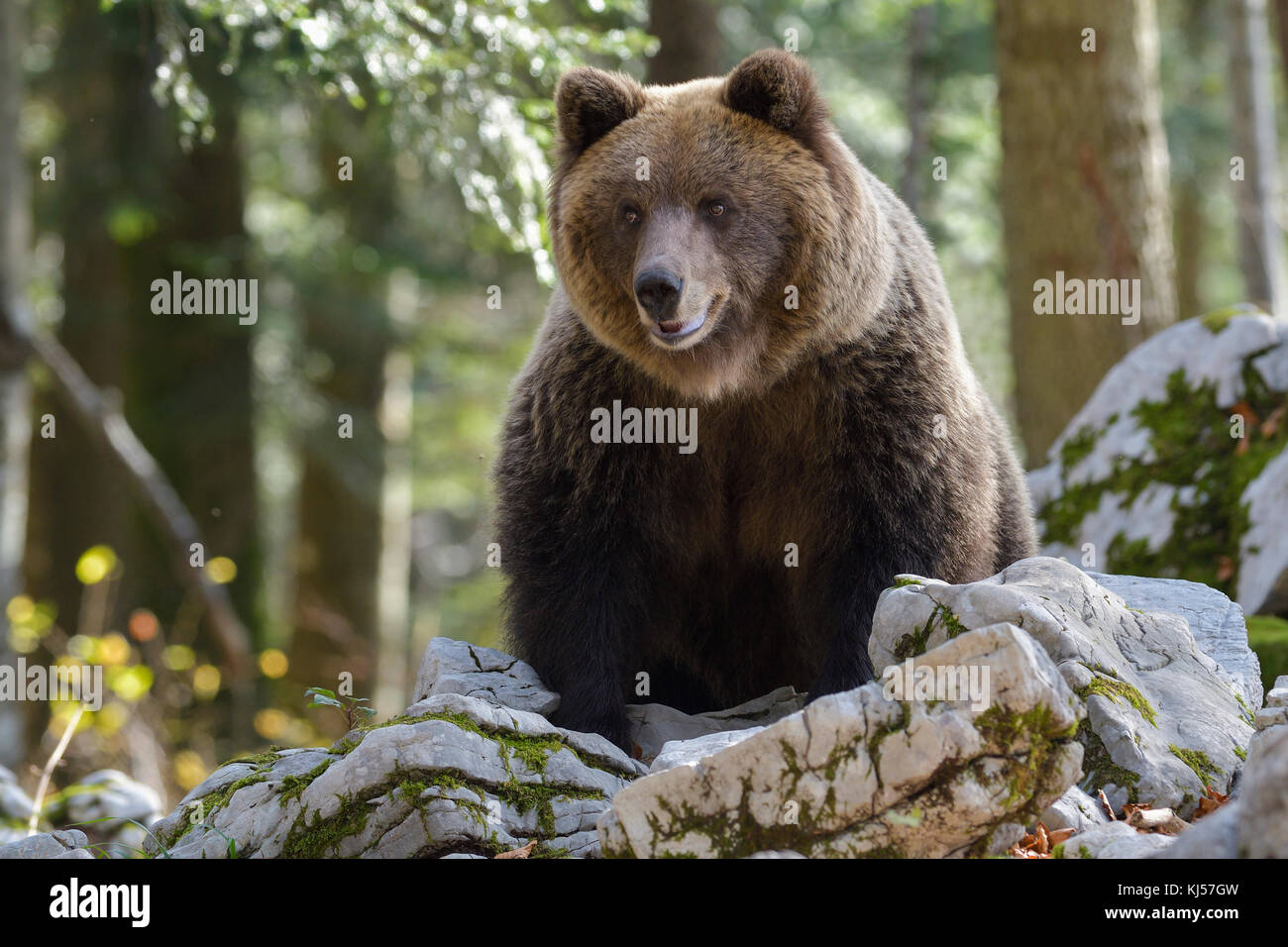 European brown bear or Eurasian Brown Bear (Ursus arctos arctos), Bear in Karst Forest, Notranjska, Slovenia Stock Photo