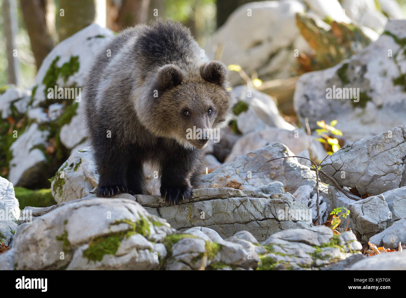 European brown bear or Eurasian brown bear (Ursus arctos arctos), young animal in the karst forest, Notranjska, Slovenia Stock Photo