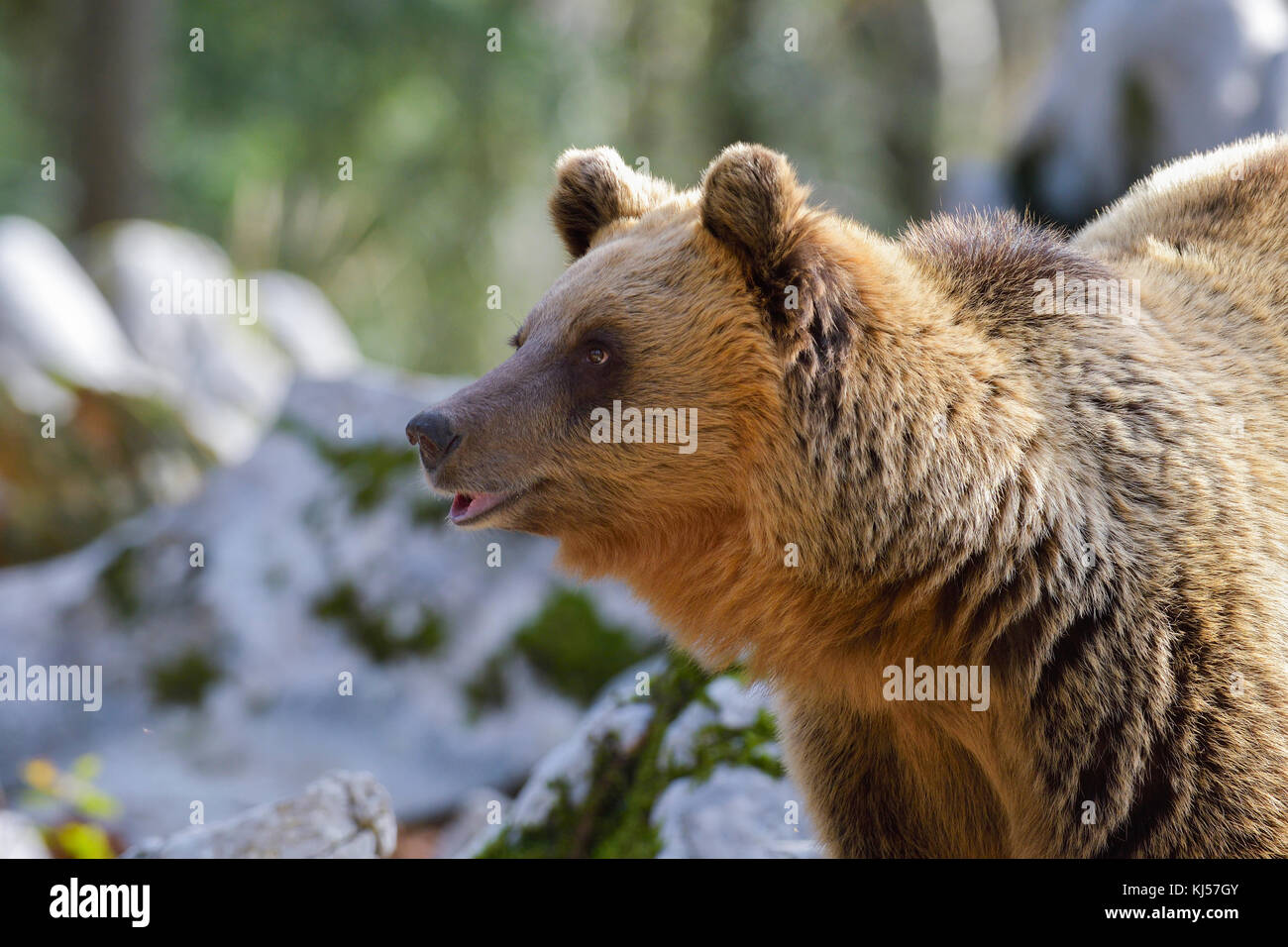 European brown bear or Eurasian brown bear (Ursus arctos arctos), animal portrait, Notranjska, Slovenia Stock Photo
