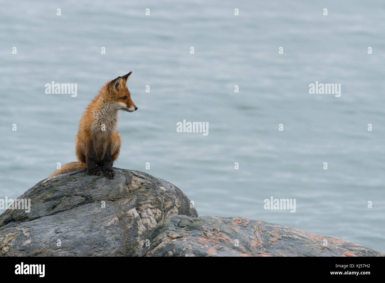 Young Red fox (Vulpes Vulpes) at the fjord on a rock, Norway, Scandinavia Stock Photo