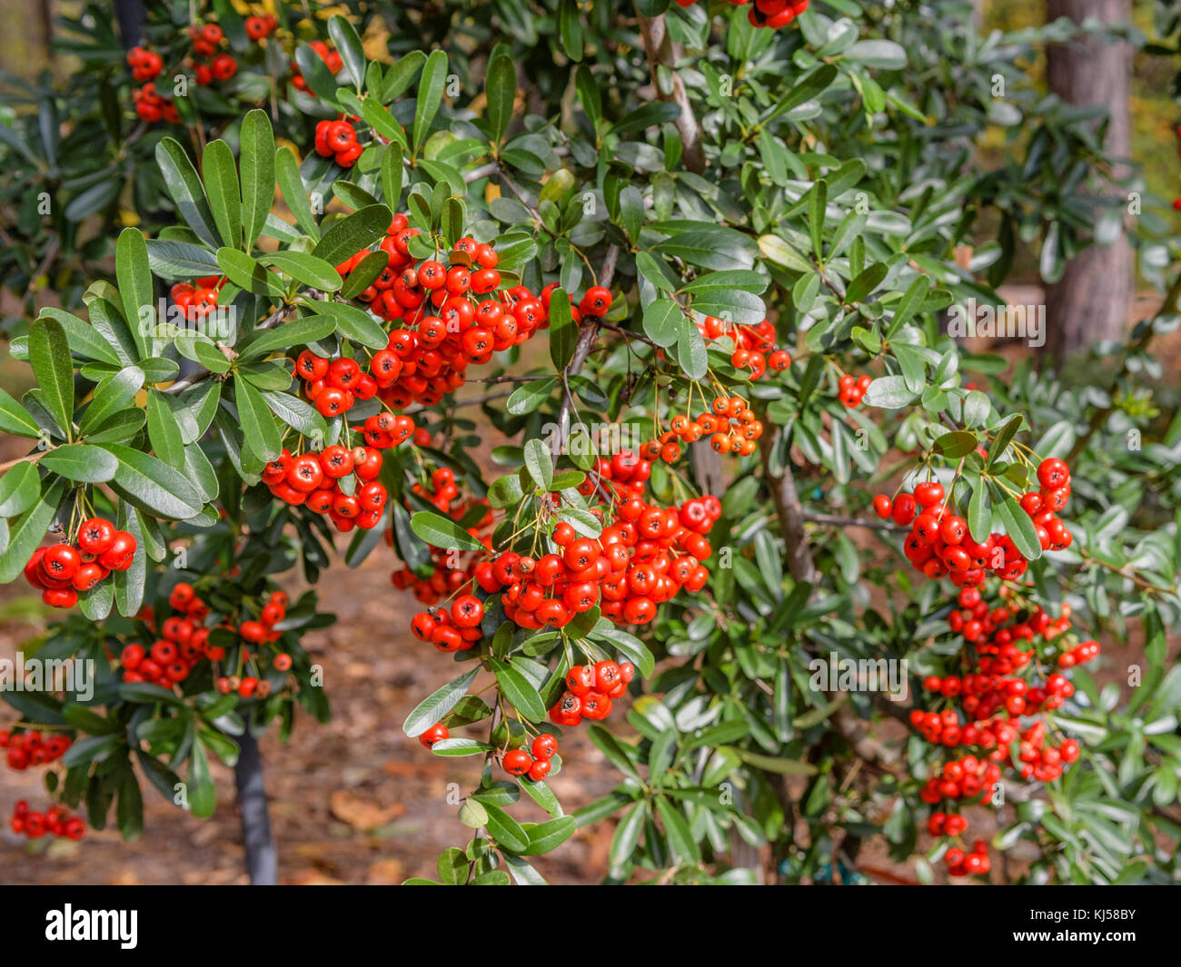 Pyracantha a genus of large, thorny evergreen shrubs in the family Rosaceae, with common names firethorn or pyracantha or victory pyracantha. Stock Photo