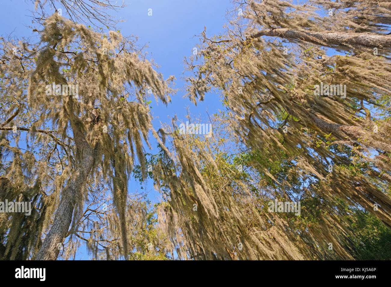 Looking up into the Spanish Moss of the Santa Ana Wildlife Refuge in
