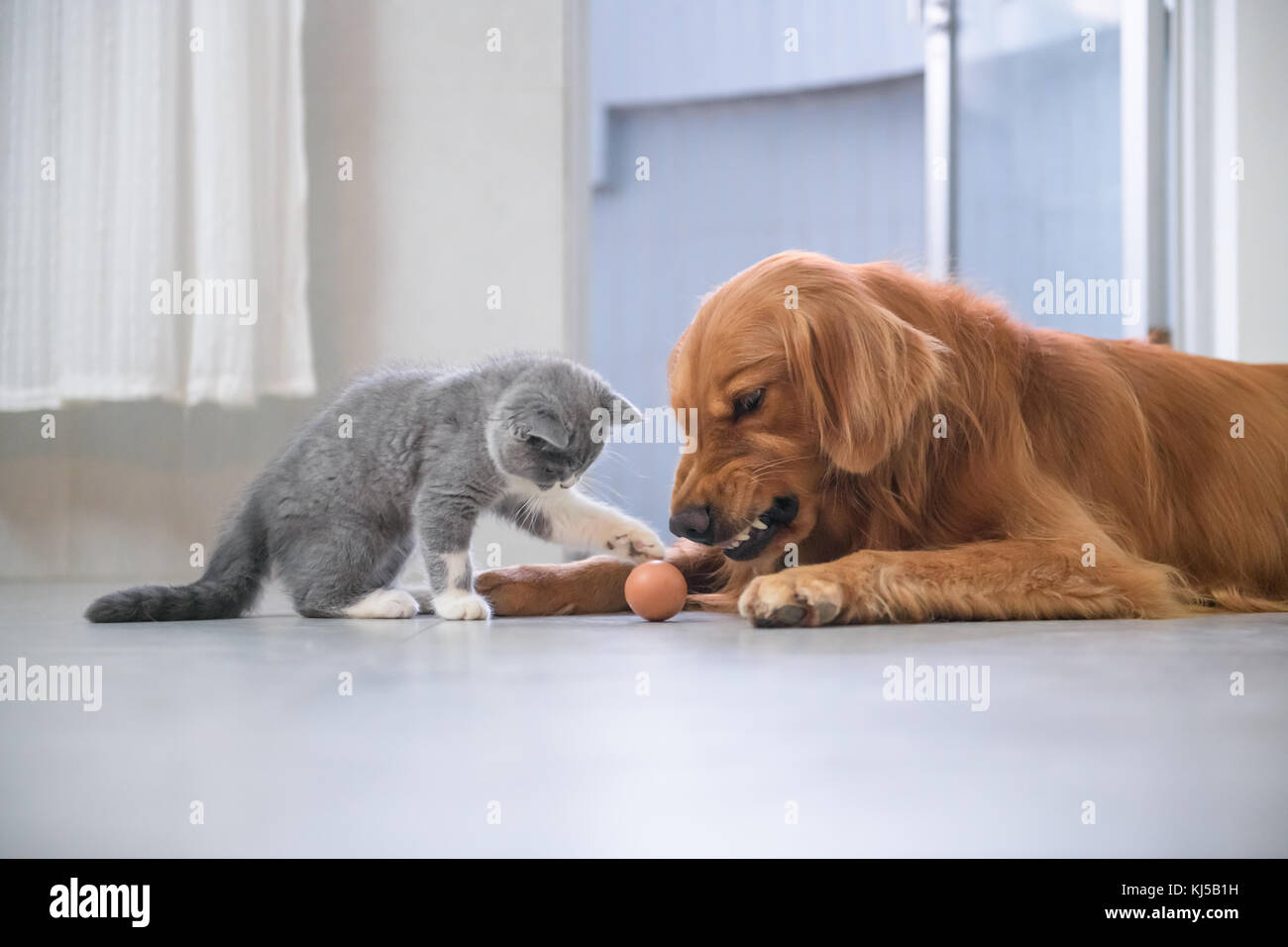 Golden Retriever And British Short Hair Cat Stock Photo 166075549