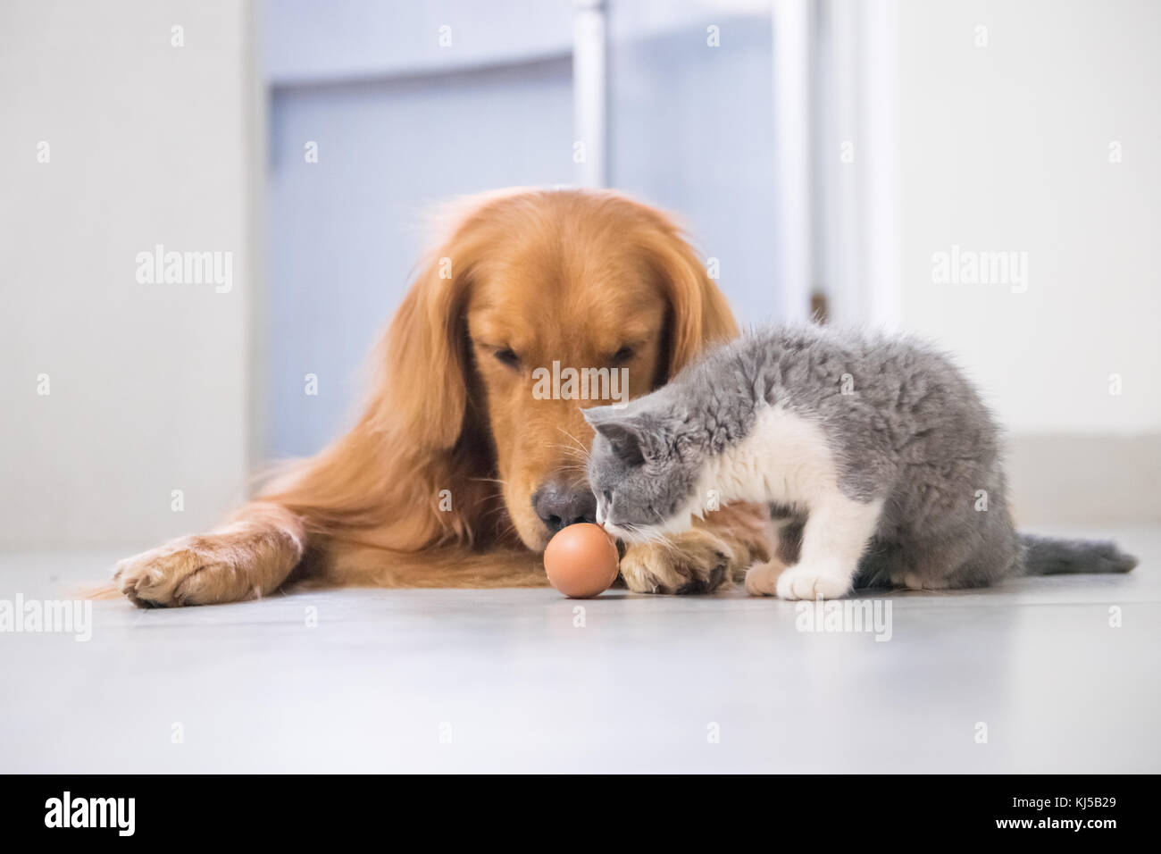 Golden Retriever And British Short Hair Cat Stock Photo 166075569