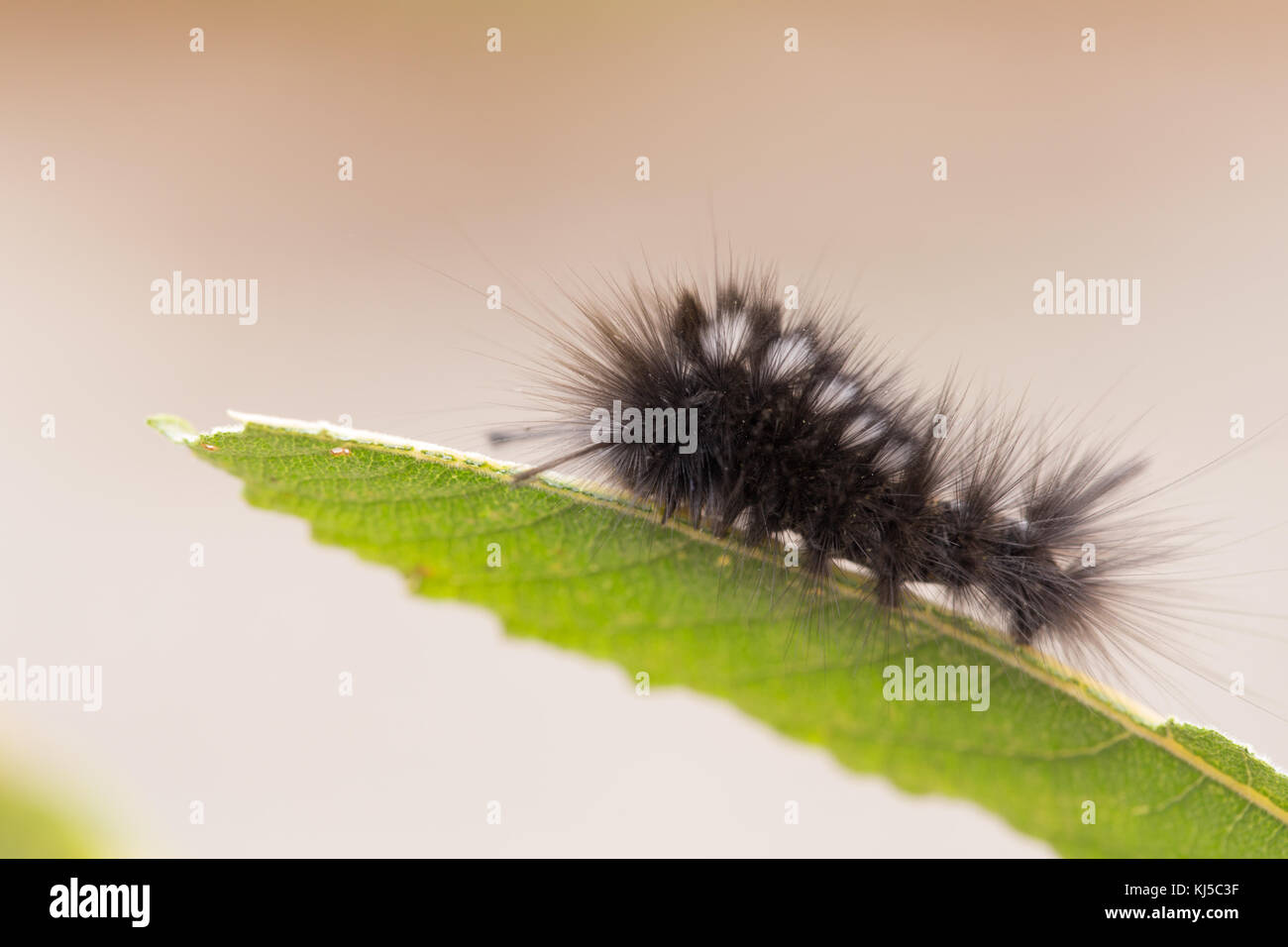 Tussock moth larva Stock Photo