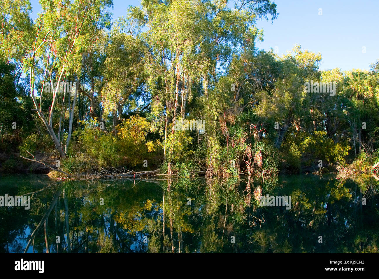 Pandanus (Pandanus sp.), along Lawn Hill Creek at the base of cliffs of