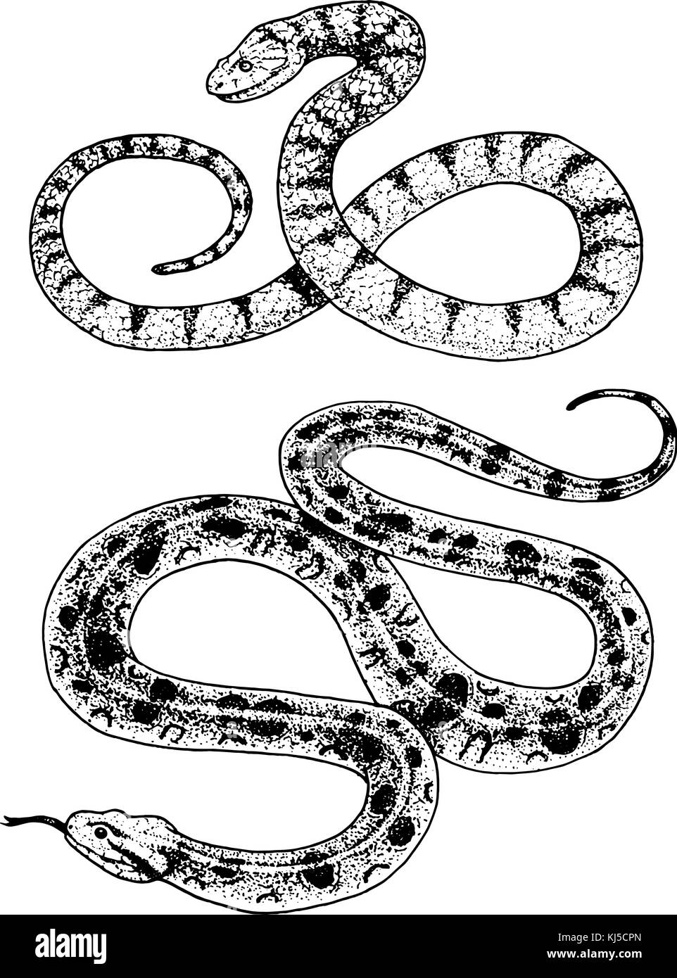 Viper snake. serpent cobra and python, anaconda or viper, royal. engraved hand drawn in old sketch, vintage style for sticker and tattoo. ophidian and asp. Stock Vector