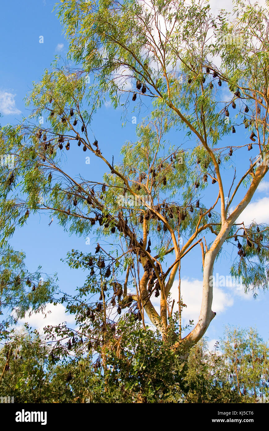 Little red flying foxes hi-res stock photography and images - Alamy