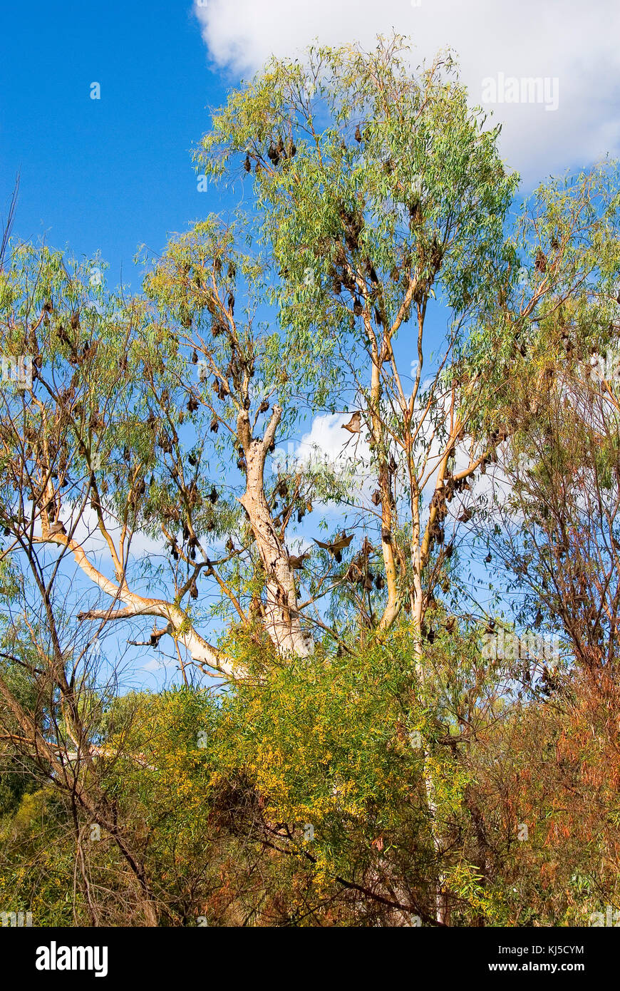 Flying fox creek hi-res stock photography and images - Alamy