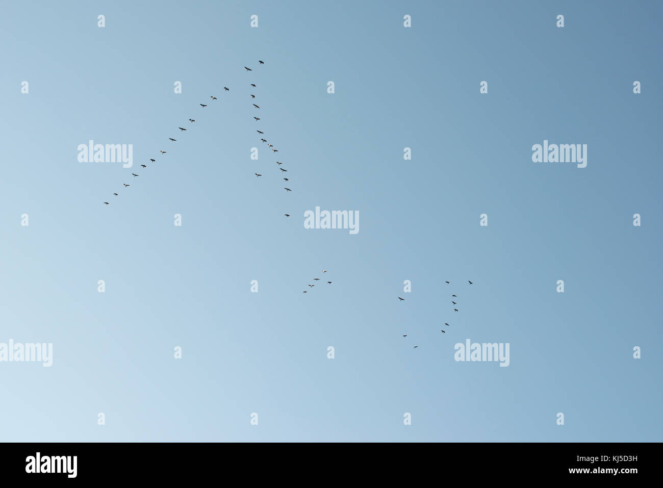 Flock of birds in the blue sky Stock Photo - Alamy