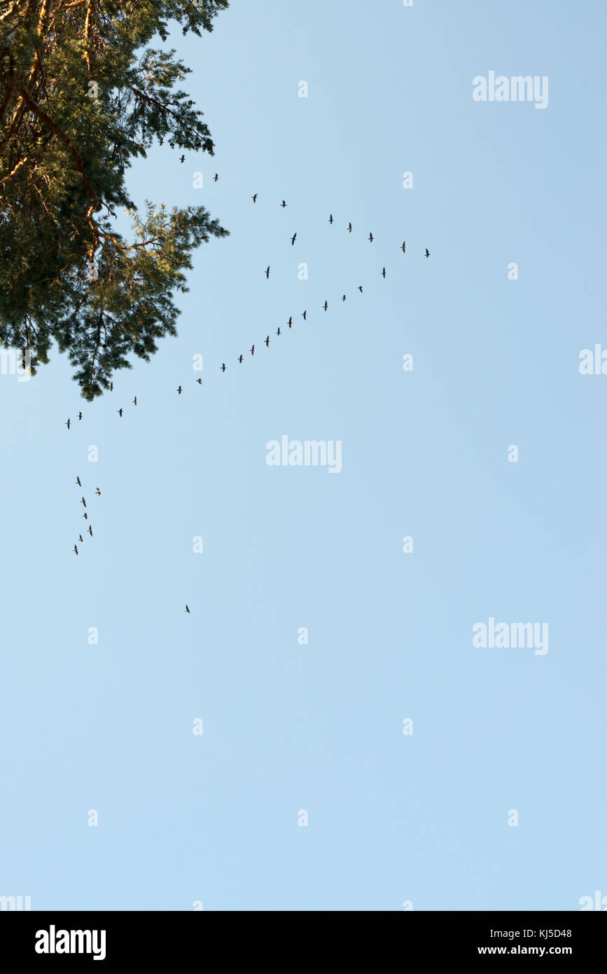 Flock of birds in the blue sky Stock Photo - Alamy