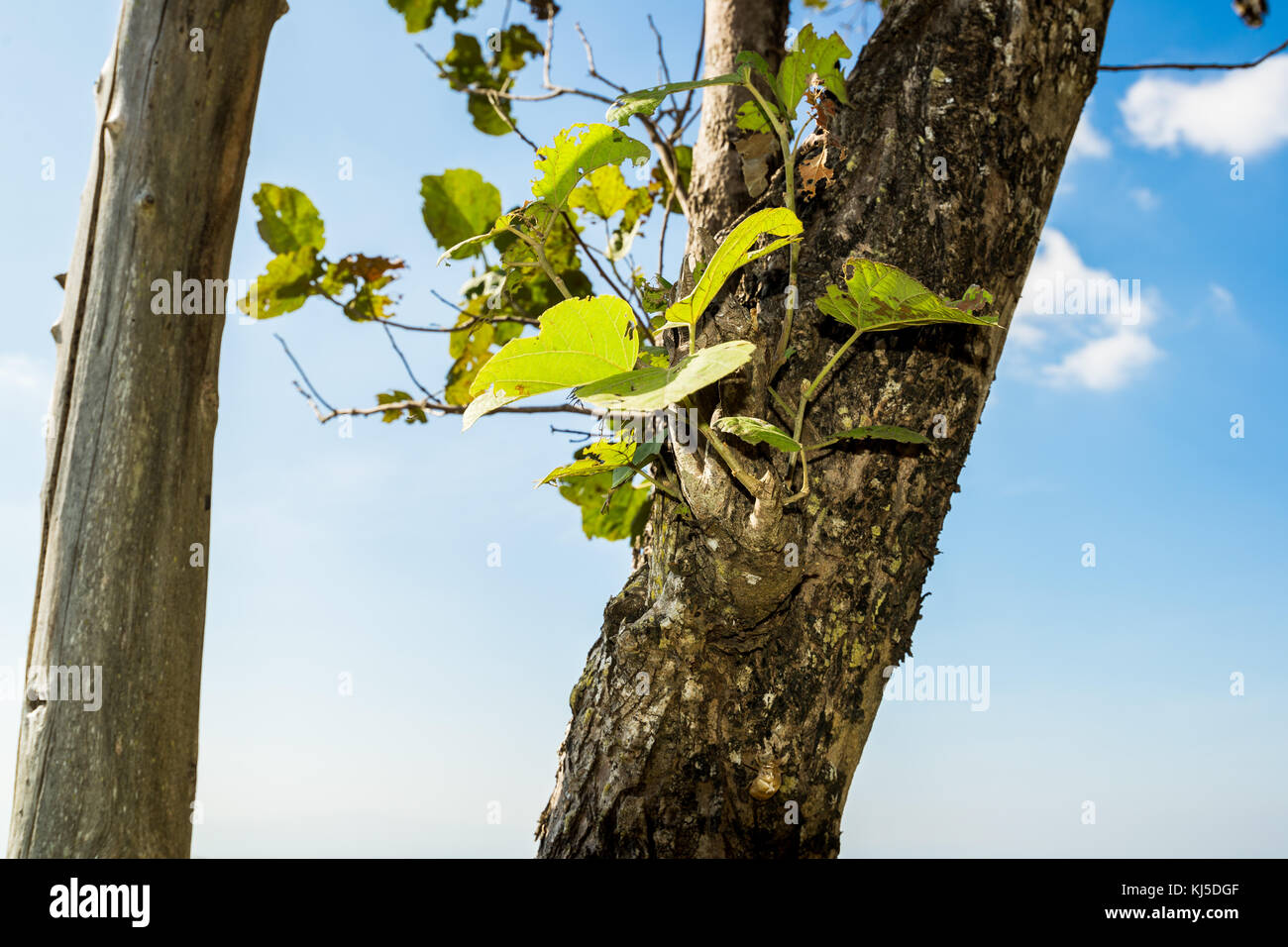 Little branch germinate from a trunk of tree, little bush with clear sky Stock Photo