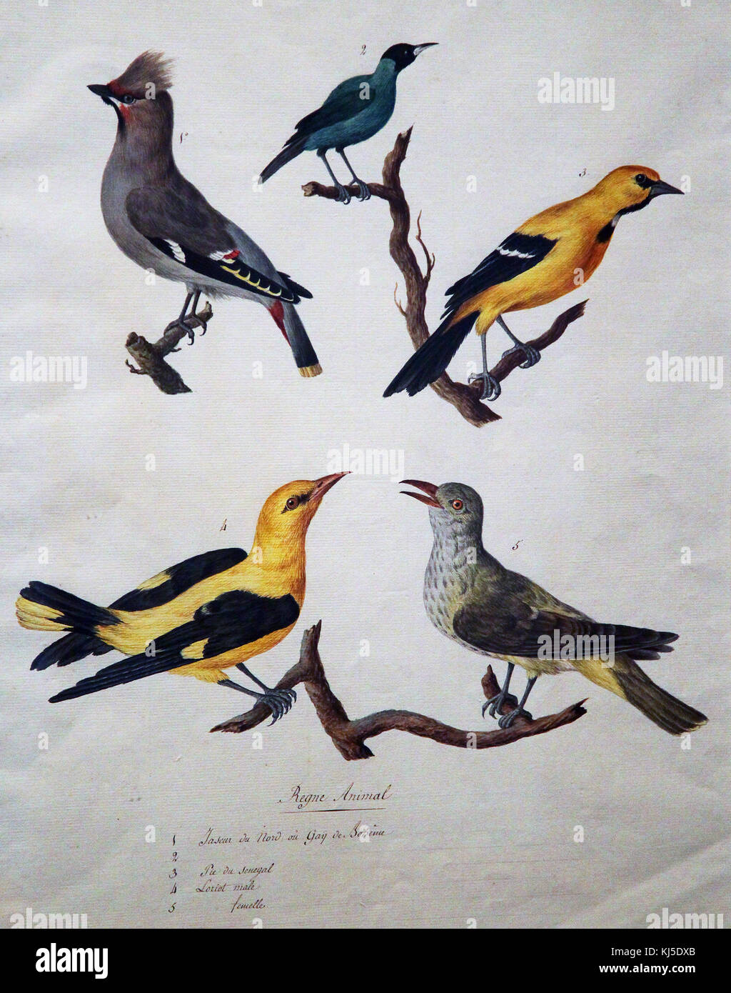 Five birds by Pierre Francois Ledoulx 1730-1807 Bruges Belgium Stock Photo