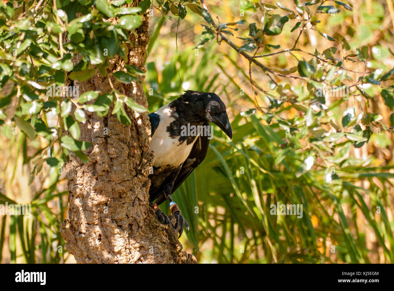 African Pied Crow bird (Corvus albus Stock Photo - Alamy
