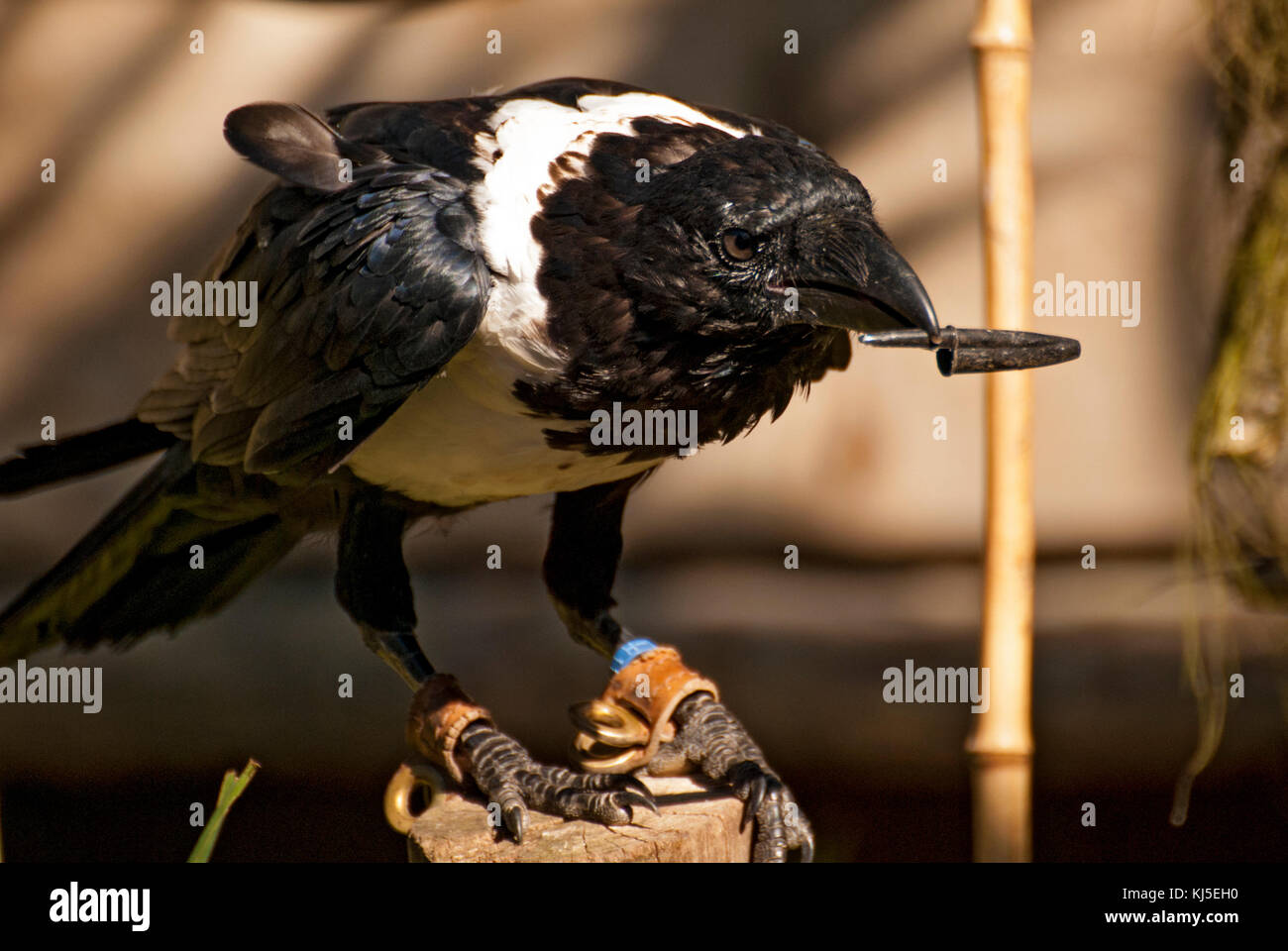 African Pied Crow bird (Corvus albus Stock Photo - Alamy