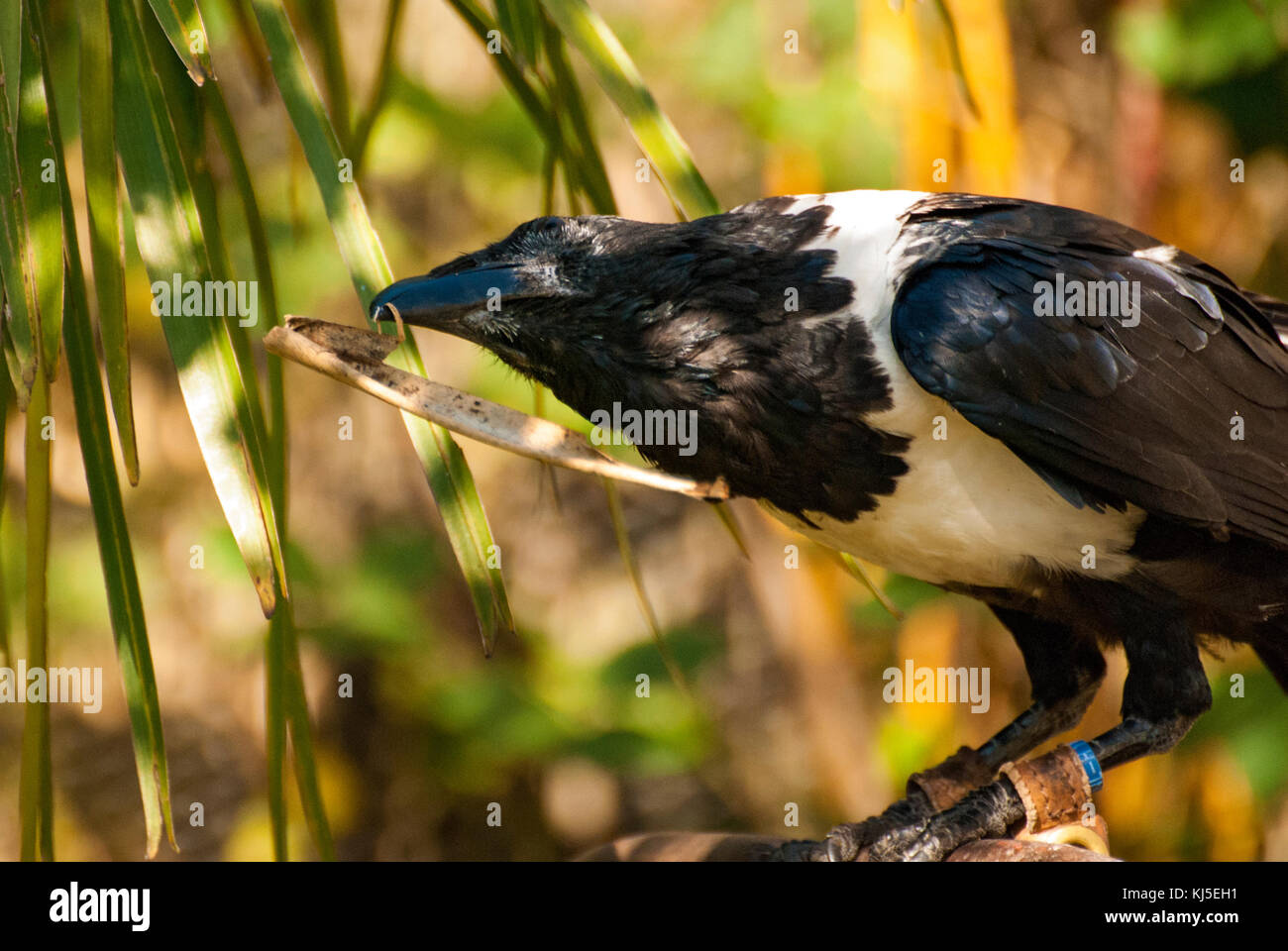 African Pied Crow bird (Corvus albus Stock Photo - Alamy