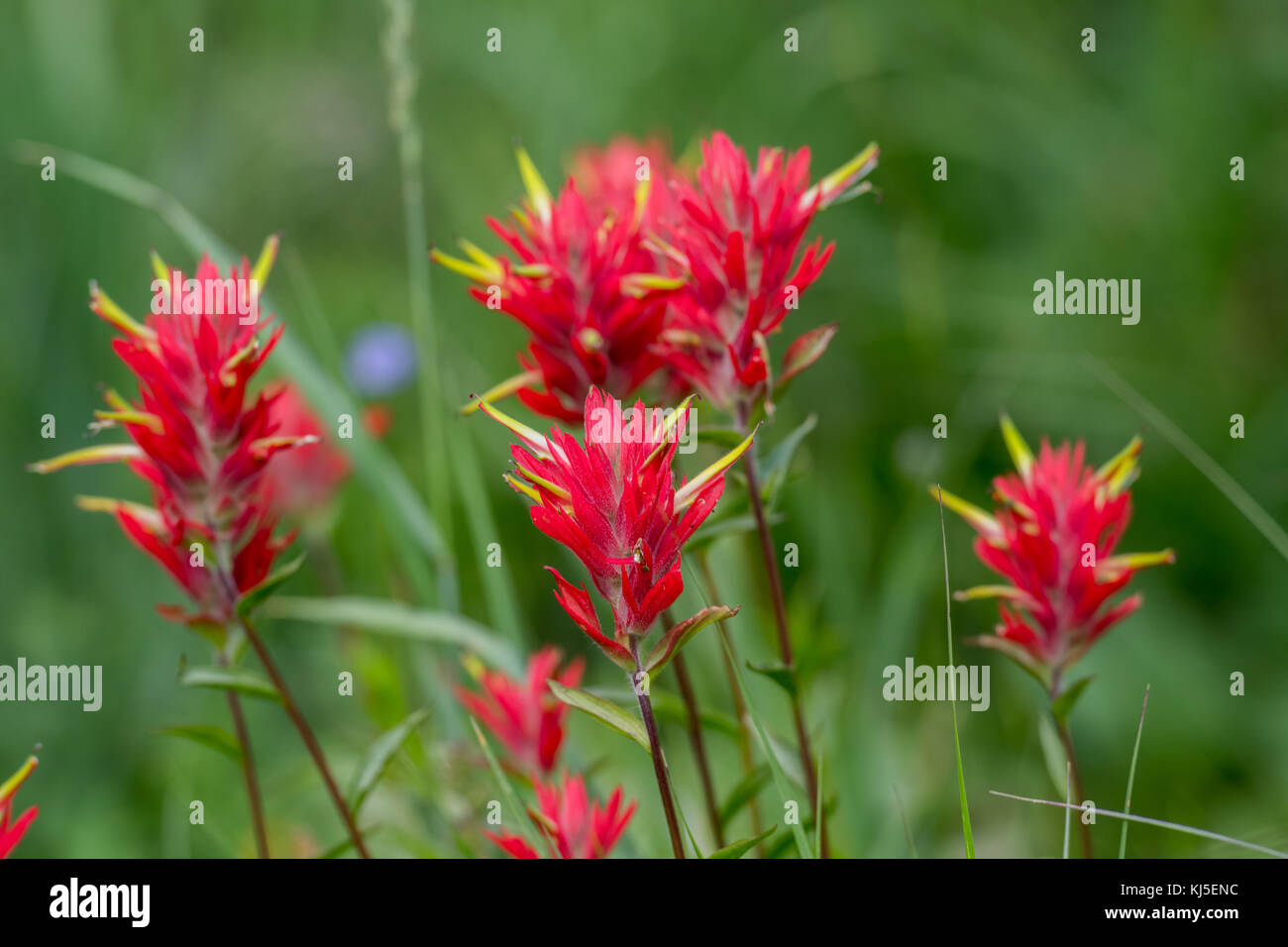 Red Indian Paint Brush Group Close Up in alpine field Stock Photo - Alamy