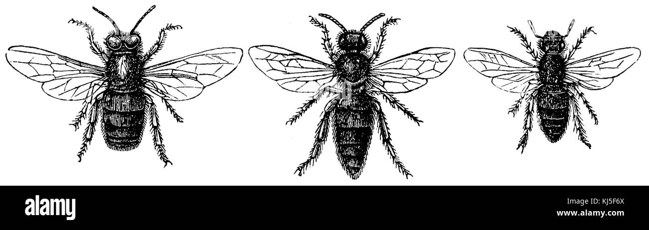 Honeybee. Links: male (drone), Center-female (queen), right: worker (Honigbiene. Links: Männchen (Drohne), mitte Weibchen (Königin), rechts: Arbeiterin) Stock Photo