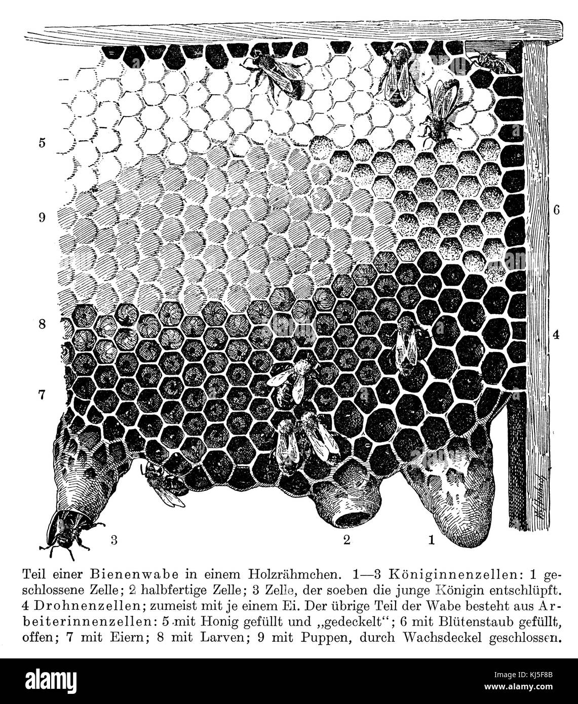 Honeybee: Honeycomb (Honigbiene: Bienenwabe) Stock Photo