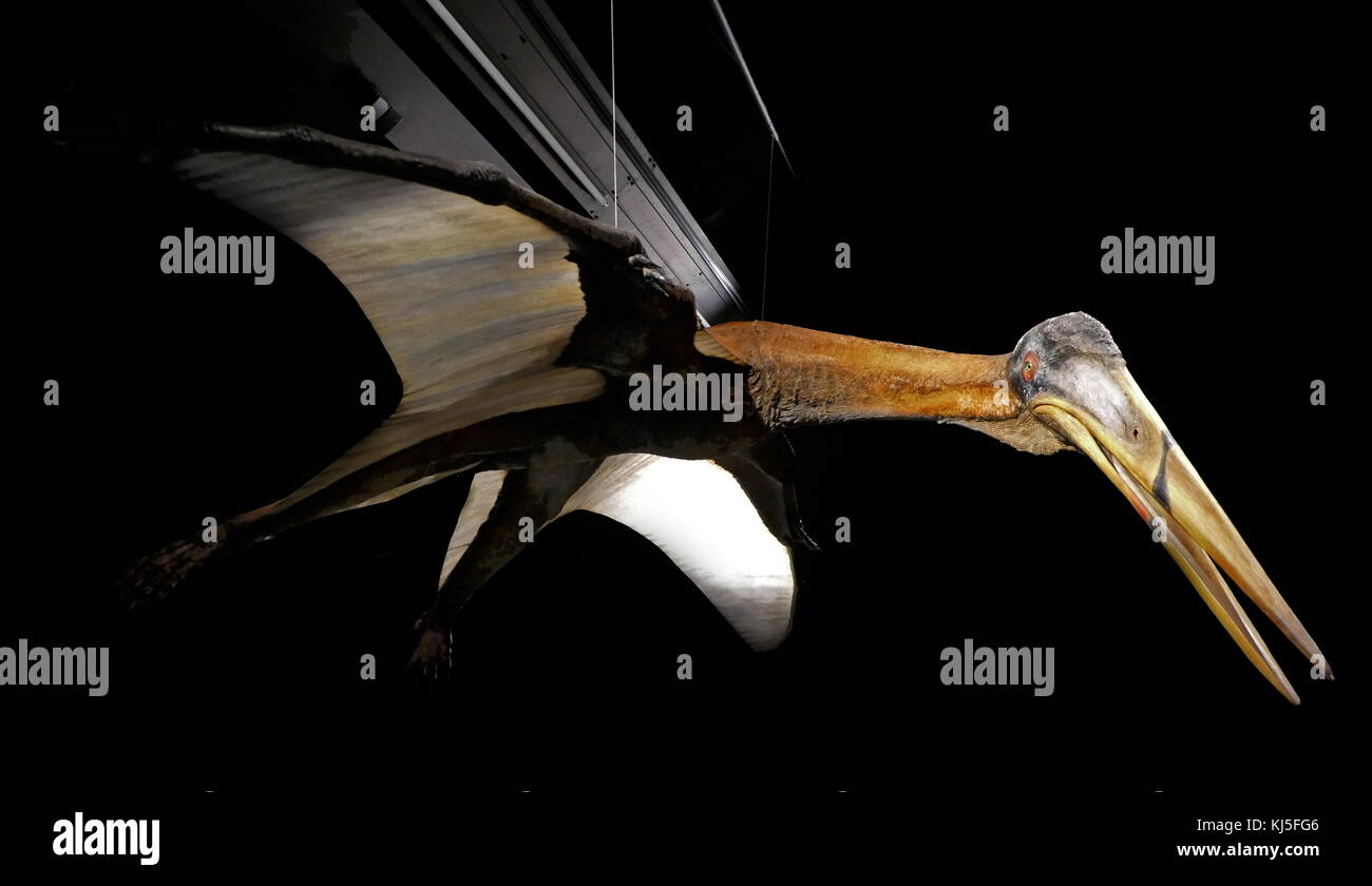 Cearadactylus (frightfull finger). Model of pterodactyl. Stock Photo by  ©troyka 11879305