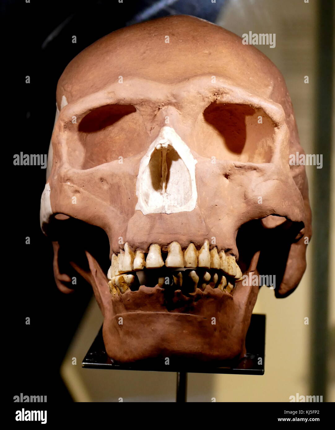 Skull of an early homo sapiens found in Eastern Europe. Stock Photo