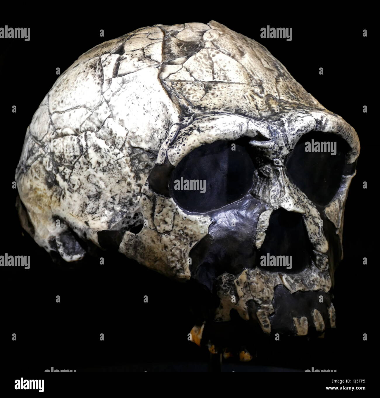 Skull of an early homo sapiens found in Eastern Europe. Homo rudolfensis (also Australopithecus rudolfensis) is an extinct species of the Hominini tribe known only through a handful of representative fossils, the first of which was discovered by Bernard Ngeneo, a member of a team led by anthropologist Richard Leakey and zoologist Meave Leakey in 1972, at Koobi Fora on the east side of Lake Rudolf (now Lake Turkana) in Kenya. Stock Photo