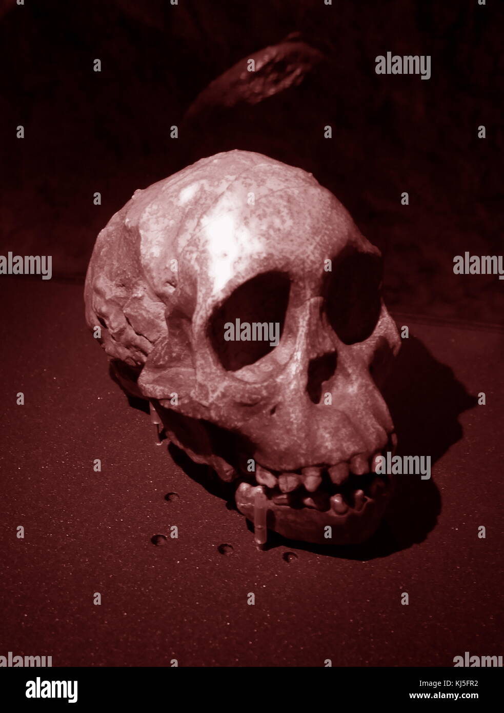 Skull of an early homo sapiens found in Eastern Europe. Stock Photo