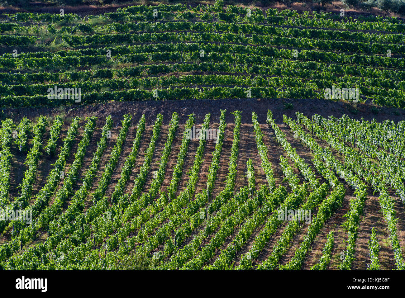 Vineyards cover the slopes above the Rio Douro, Portugal Stock Photo