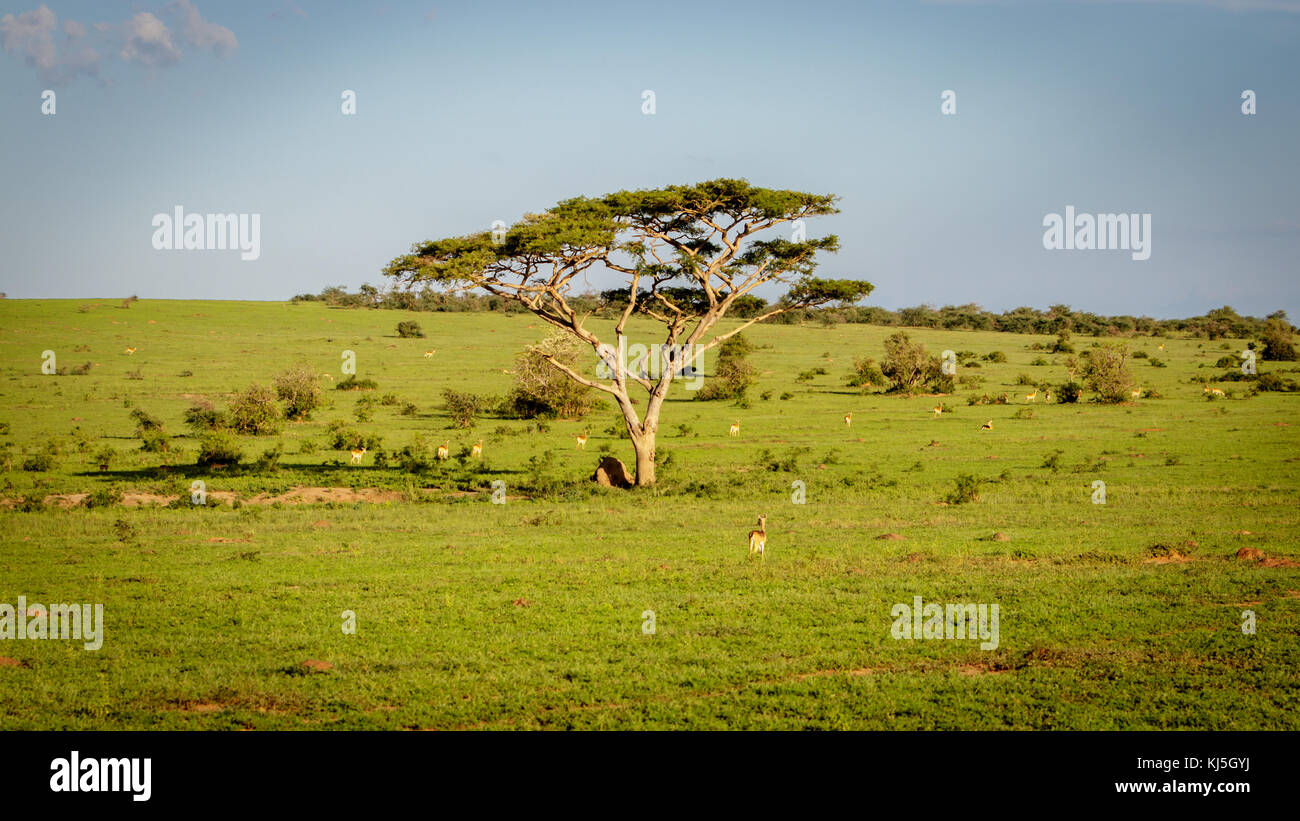 A lonely umbrella thorn acacia in the Murchison Falls national park Savannah in Uganda. Currently threatened by oil drilling companies Stock Photo