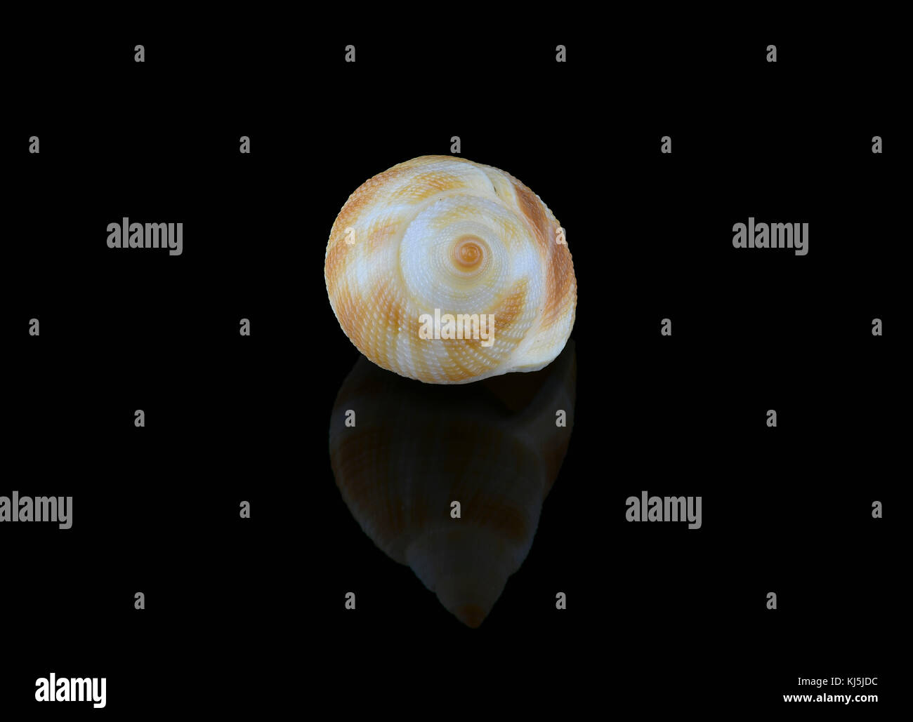 Nassarius seashell, common name nassa mud snails (USA) or dog whelks (UK). Marine gastropod molluscs, Nassariidae family. L3,5xW2xH1,8cm. Found in Dub Stock Photo