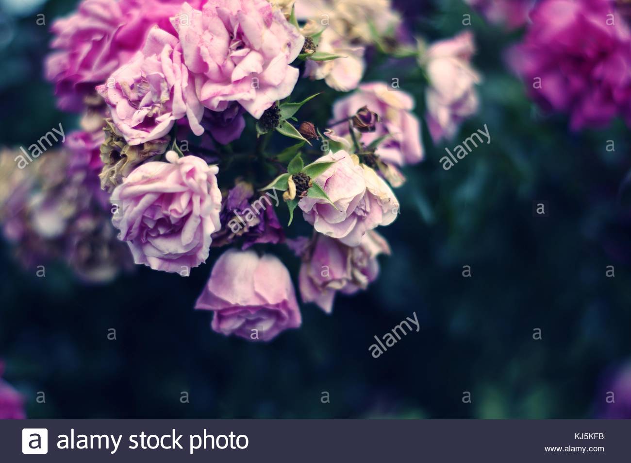 Limp Flower Stock Photos & Limp Flower Stock Images Alamy