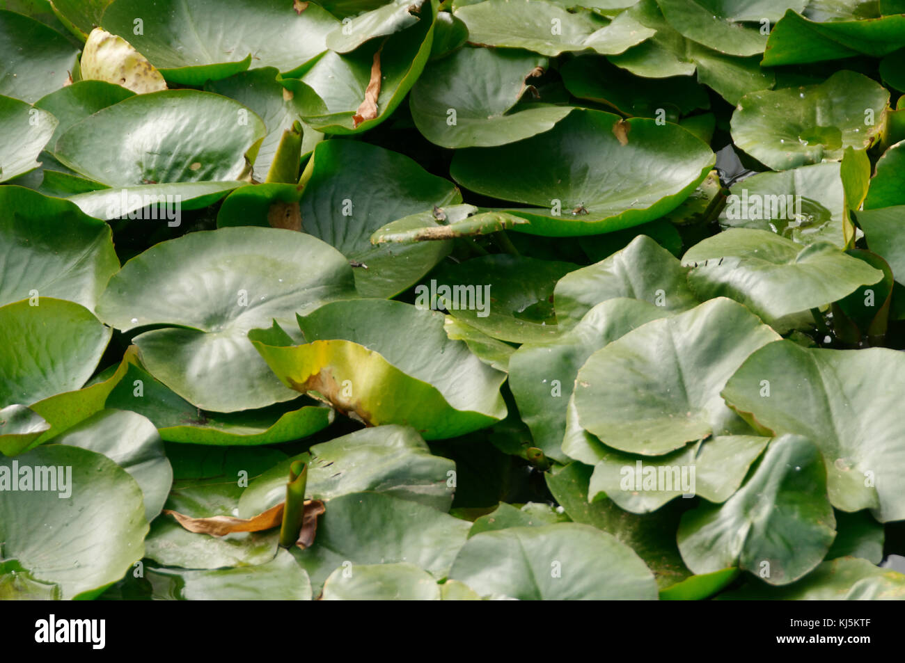 Lillypad hires stock photography and images