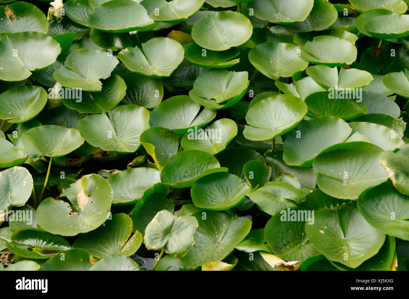 lilly pad pads lillypad lillypads leaves leaf aquatic plant plants ponds pond floating float lilies water Nymphaeaceae Stock Photo