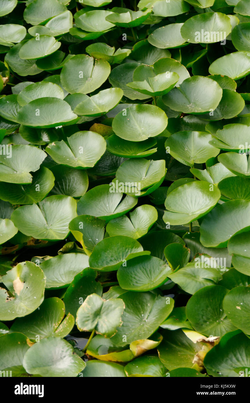 lilly pad pads lillypad lillypads leaves leaf aquatic plant plants