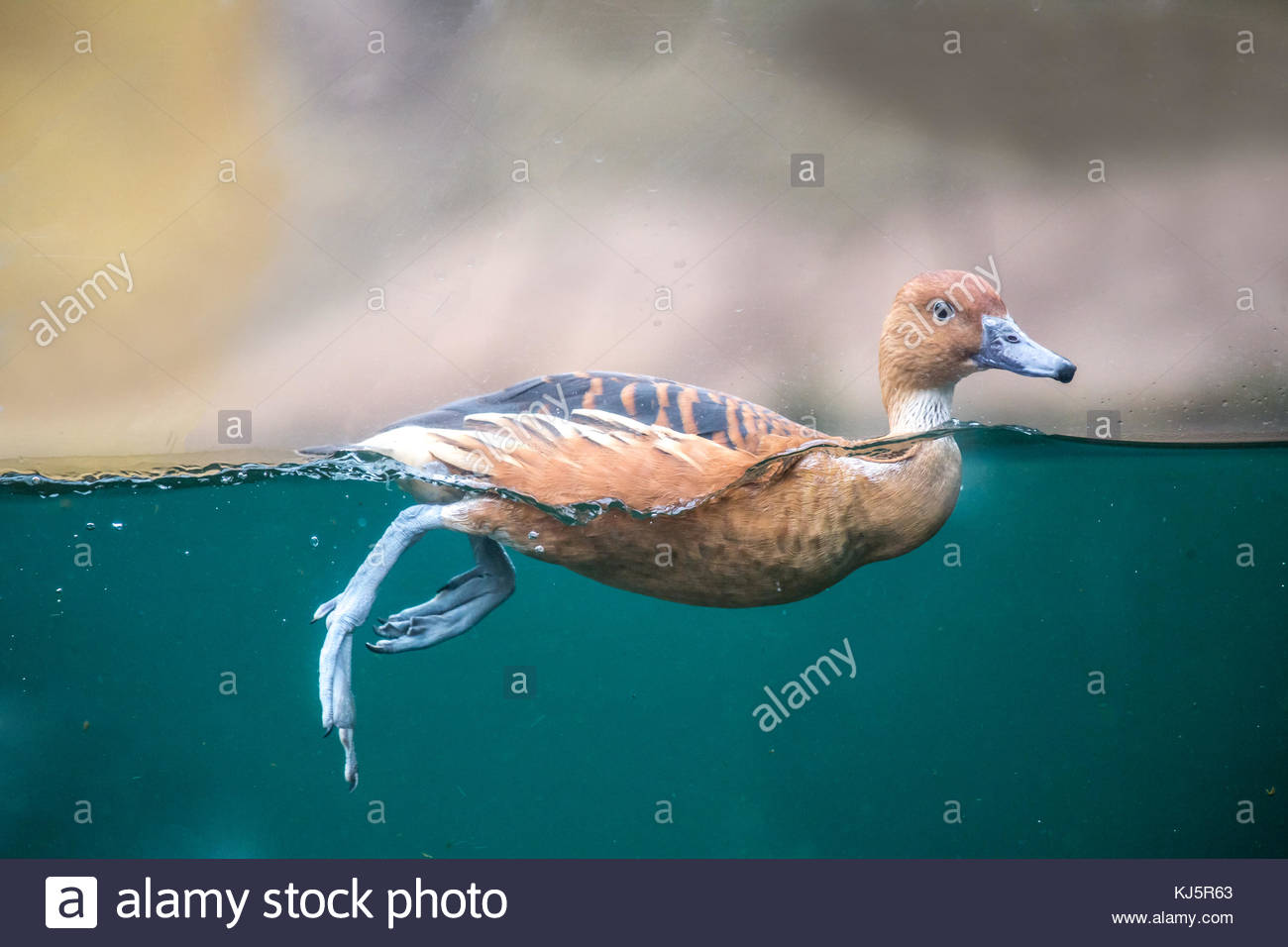 Duck Paddling Stock Photos & Duck Paddling Stock Images Alamy
