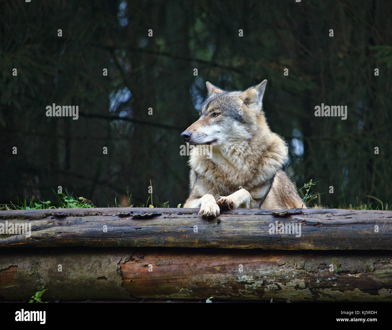 Wolf resting on top of two decaying logs Stock Photo