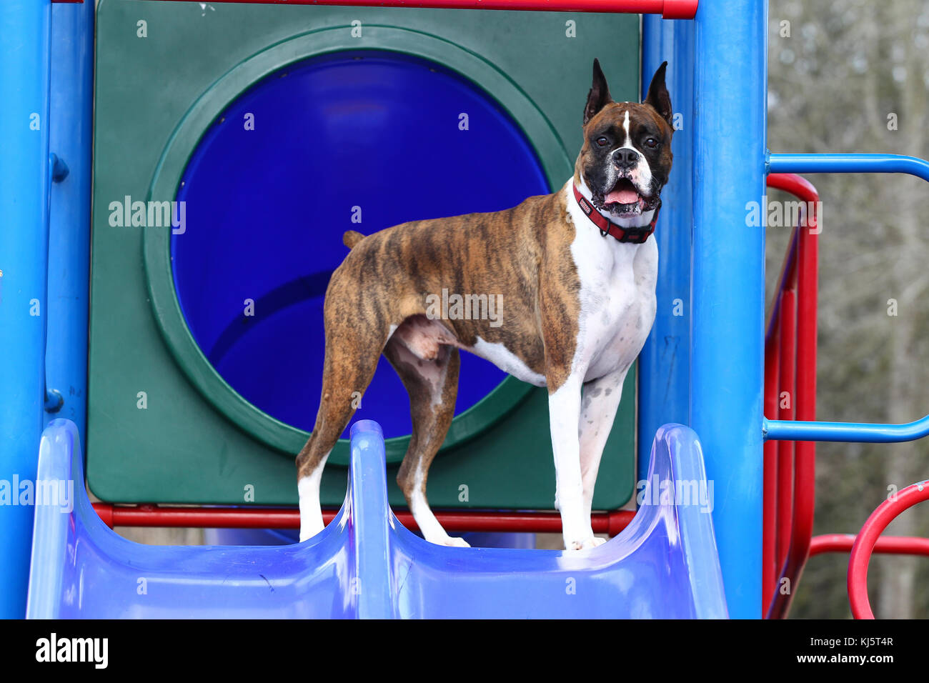 Boxer dog cropped ears hires stock photography and images Alamy