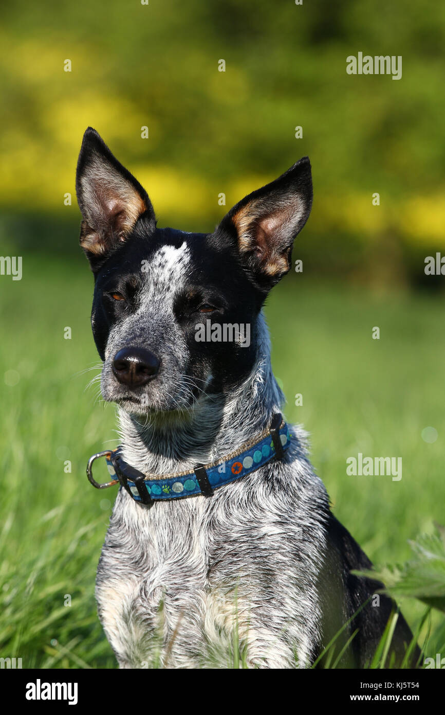 Halls heeler hires stock photography and images Alamy