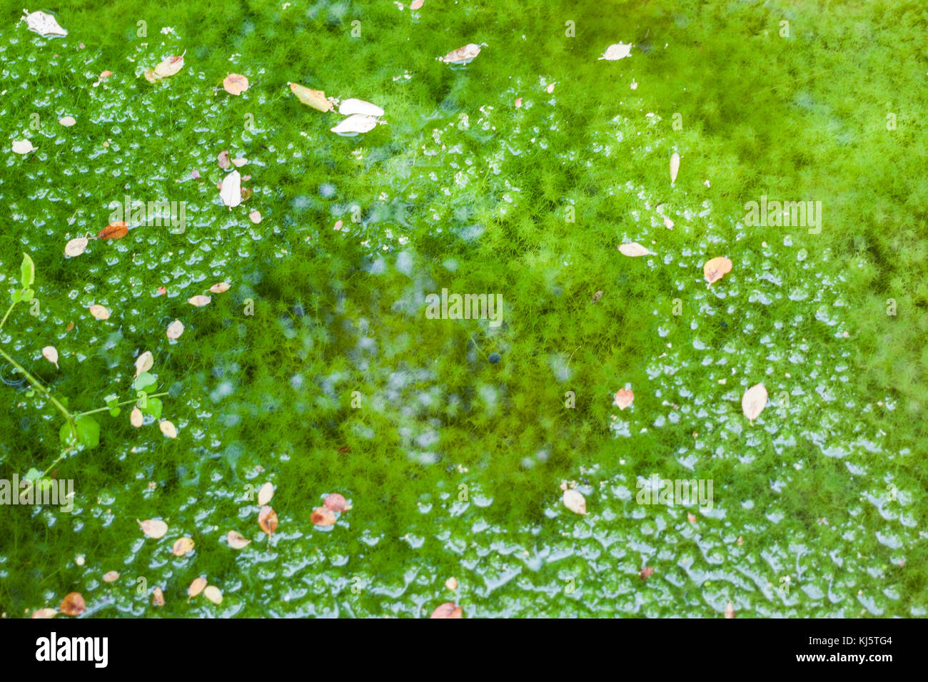 Sphagnum moss bog Stock Photo - Alamy