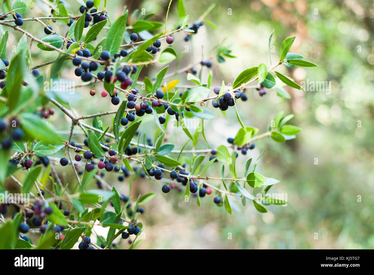 Blackthorn or Prunus spinosa fruits Stock Photo