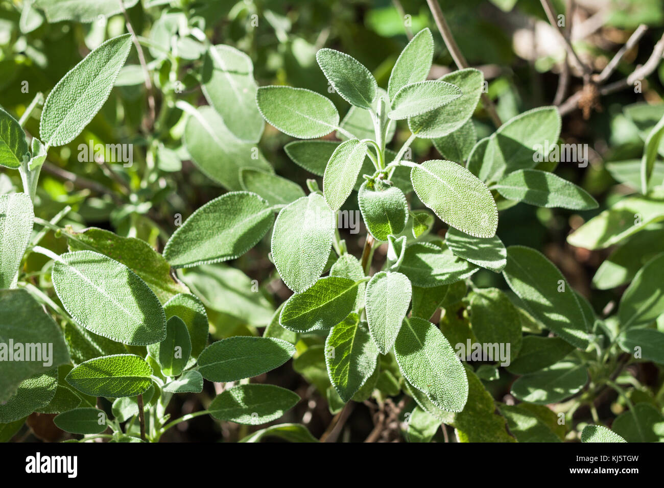 Close-up of salvia officinalis or common sage Stock Photo