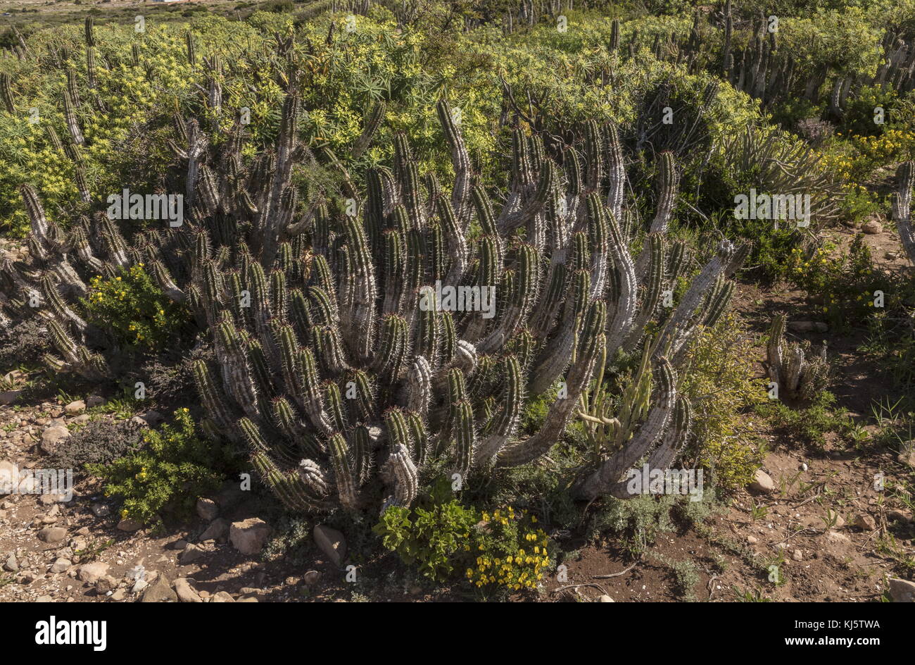 Coastal scrub with spurges, Euphorbia regis-jubae and Euphorbia officinarum,  at Cap Rhir, south-west Morocco. Stock Photo
