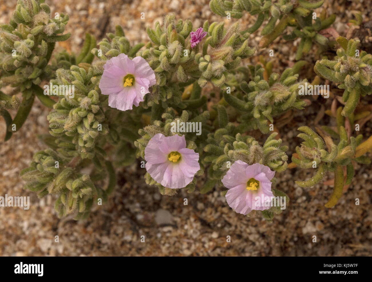 An endemic subspecies of sea-heath, Frankenia laevis subsp. velutina, south-west Morocco. Stock Photo