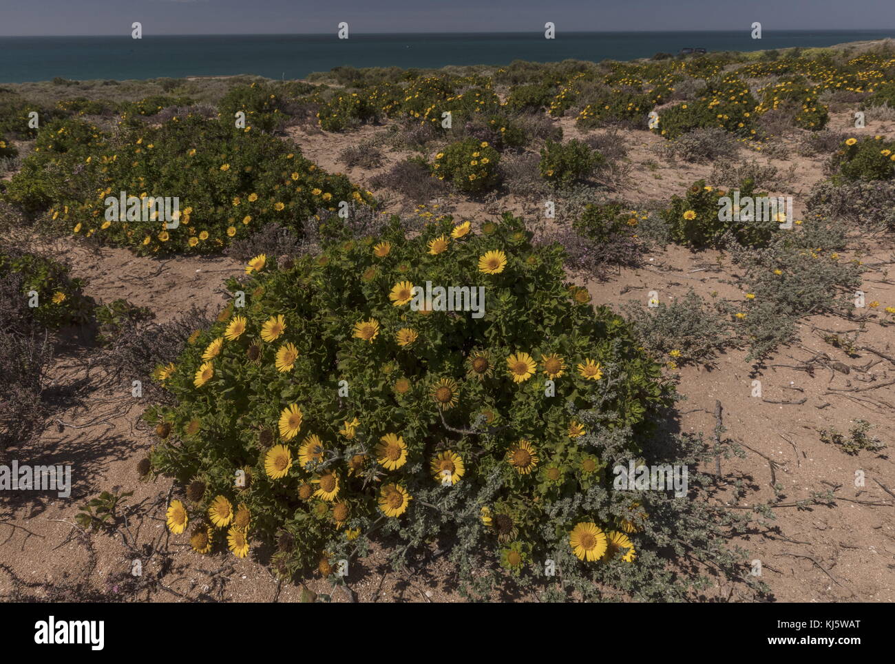 Moroccan Yellow Sea Daisy, Asteriscus imbricatus, in flower in coastal habitat, south-west Morocco. Stock Photo