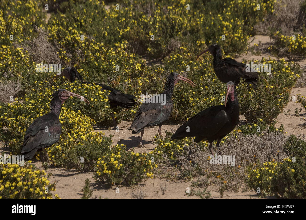 Northern bald ibis, Geronticus eremita, in coastal scrub near Agadir, south-west Morocco. Stock Photo