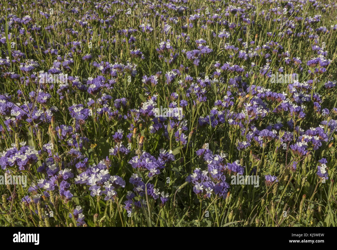 Wavyleaf sea lavender, Limonium sinuatum, in flower on the south-west coast of Morocco. Stock Photo