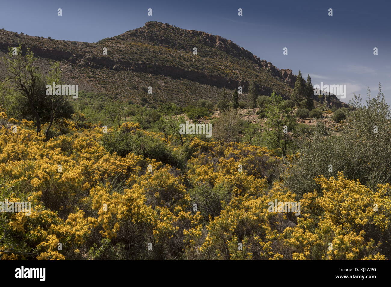 Flowery bushes of Greenweed, Genista ifniensis, on dry hillsides near Imouzzer, south-west Morocco. Stock Photo