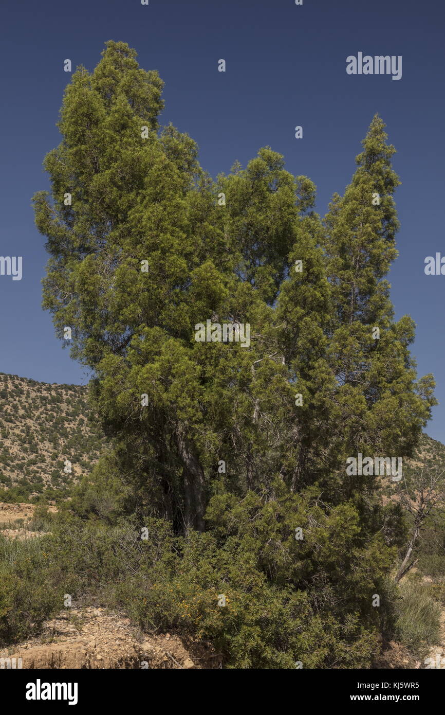 Barbary Thuja,Tetraclinis articulata, in the Atlas Mountains, south-west Morocco. Stock Photo